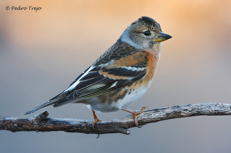 Pinzón real (Fringilla montifringilla)